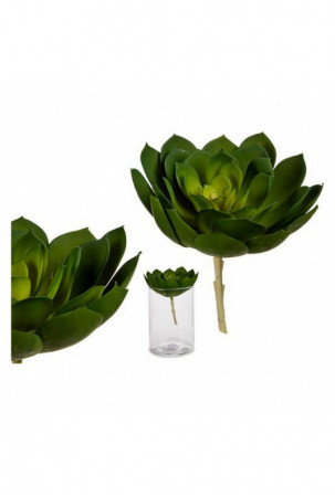 Dekoratyvinis augalas Žalia...