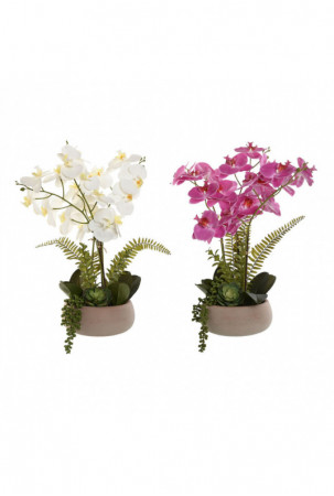 Dekoratyvinis augalas Home...