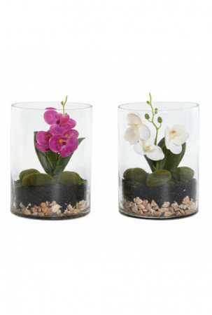 Dekoratyvinis augalas Home...