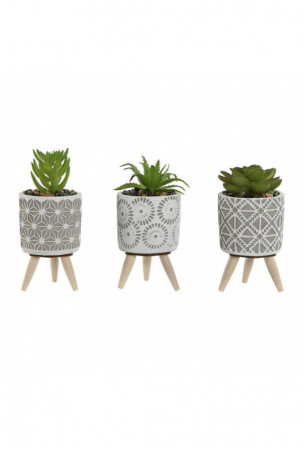 Dekoratyvinis augalas Home...