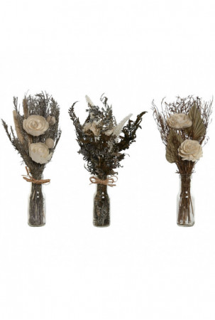 Dekoratyvinis augalas Home...