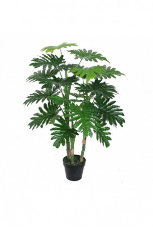 Dekoratyvinis augalas Home...