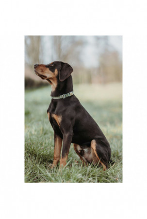 Šuns antkaklis Hunter Žalia...