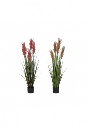 Dekoratyvinis augalas Home...