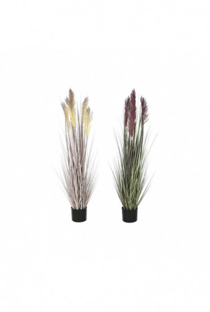 Dekoratyvinis augalas Home...