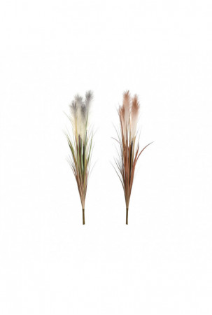 Dekoratyvinis augalas Home...