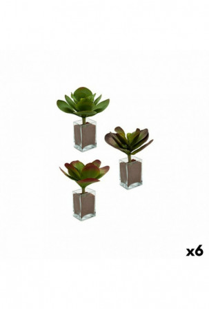 Dekoratyvinis augalas...