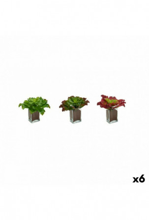 Dekoratyvinis augalas...