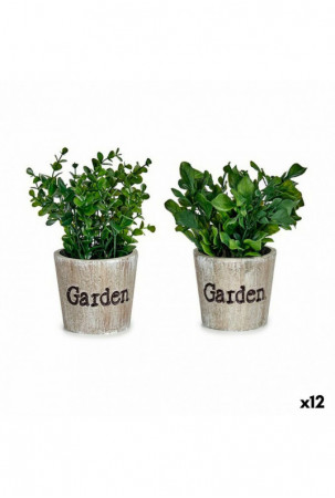 Dekoratyvinis augalas...