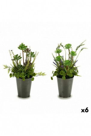 Dekoratyvinis augalas Gėlių...