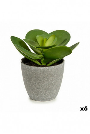 Dekoratyvinis augalas 18 x...