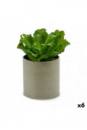 Dekoratyvinis augalas 20 x...