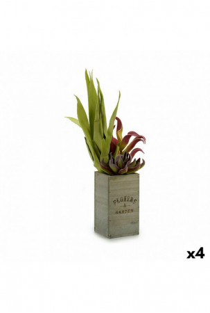 Dekoratyvinis augalas...