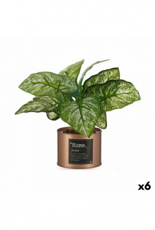 Dekoratyvinis augalas Home...