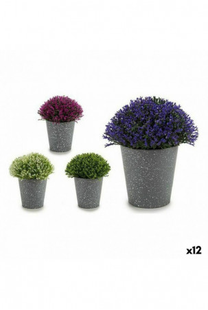 Dekoratyvinis augalas...