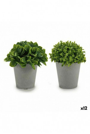 Dekoratyvinis augalas...