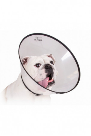 Elžbietos laikų šunų...