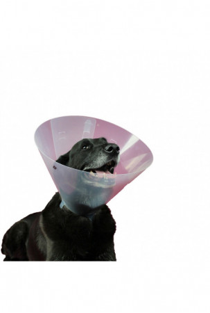 Elžbietos laikų šunų...