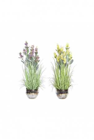 Dekoratyvinis augalas DKD...