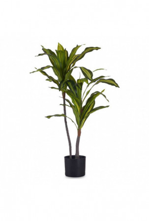 Dekoratyvinis augalas...