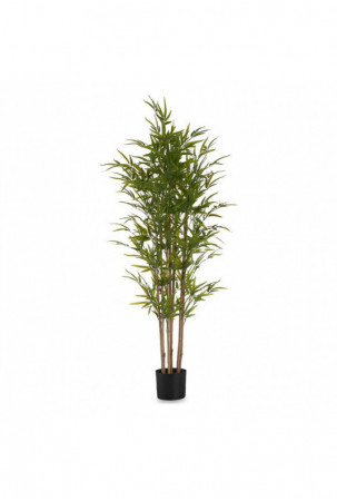 Dekoratyvinis augalas...