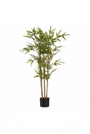 Dekoratyvinis augalas...