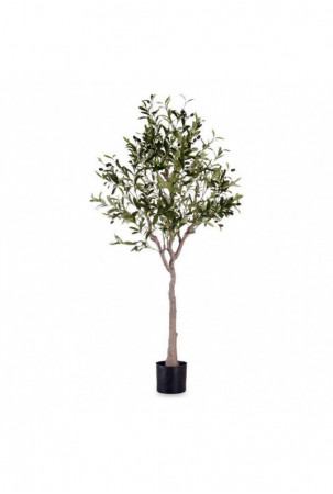 Dekoratyvinis augalas 73 x...