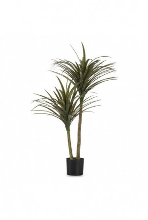 Dekoratyvinis augalas...