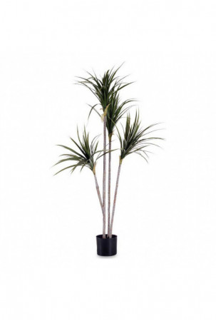 Dekoratyvinis augalas...