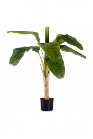 Dekoratyvinis augalas...