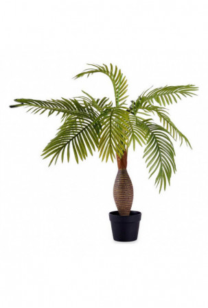 Dekoratyvinis augalas...