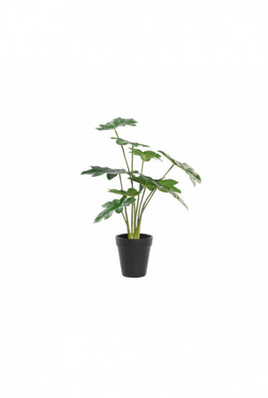 Dekoratyvinis augalas DKD...