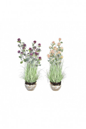 Dekoratyvinis augalas DKD...