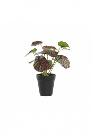 Dekoratyvinis augalas DKD...