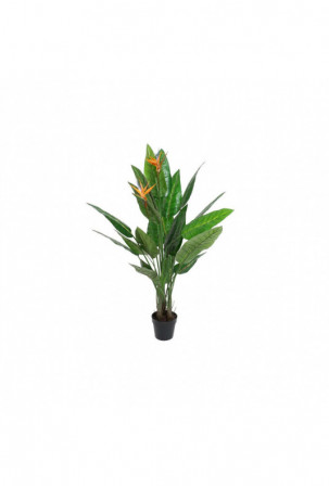 Dekoratyvinis augalas DKD...