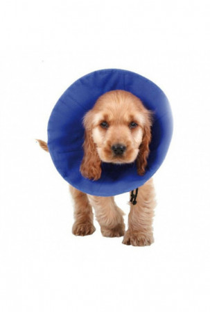 Elžbietos laikų šunų...