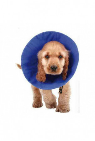 Elžbietos laikų šunų...