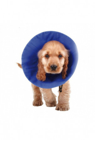 Elžbietos laikų šunų...