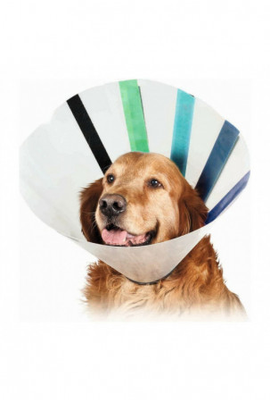 Elžbietos laikų šunų...