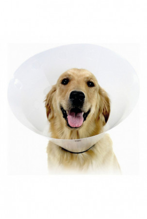 Elžbietos laikų šunų...