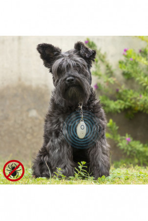 Įkraunamas ultragarsinis...