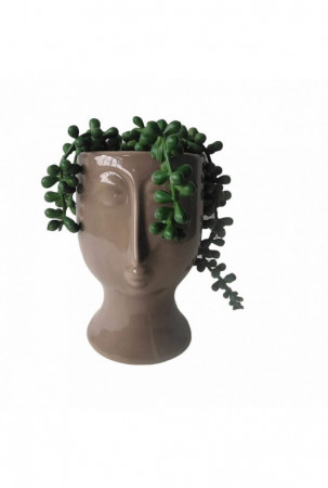 Dekoratyvinis augalas DKD...