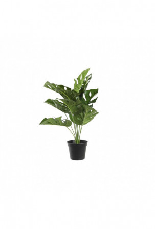 Dekoratyvinis augalas DKD...