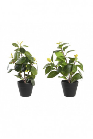 Dekoratyvinis augalas DKD...