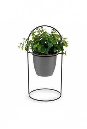 Dekoratyvinis augalas...