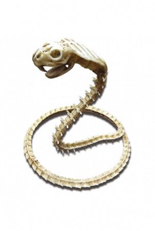 Kostiumų aksesuarai My...