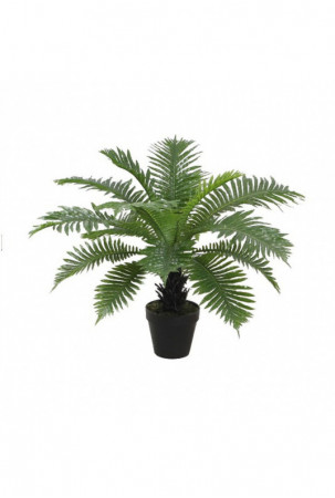 Dekoratyvinis augalas Home...