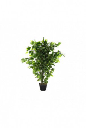 Dekoratyvinis augalas DKD...