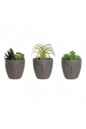 Dekoratyvinis augalas DKD...