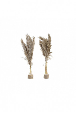 Dekoratyvinis augalas DKD...